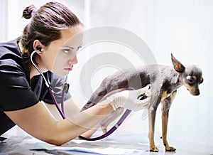 Veterinarian doctor using stethoscope for dog during examination in veterinary clinic