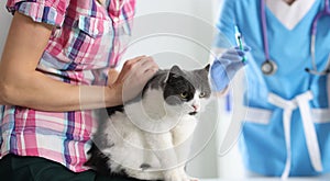 Veterinarian doctor vaccinating cat at vet clinic