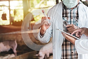 Veterinarian Doctor wearing protective suit and holding a syringe for Foot and Mouth Disease Vaccine in pig farming. Concept of pr