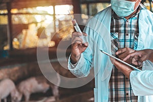 Veterinarian Doctor wearing protective suit and holding a syringe for Foot and Mouth Disease Vaccine in pig farming. Concept of pr