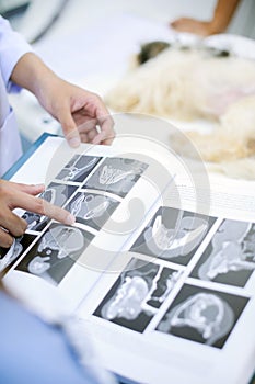 Veterinarian doctor working in MRI scanner room