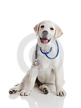 Veterinarian dog