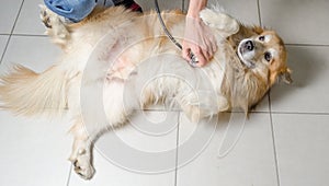 Veterinarian with dog