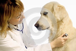 Veterinář pes 
