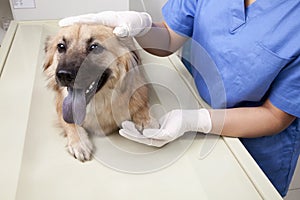 Veterinarian with dog in examination room