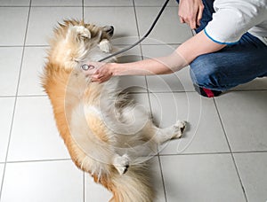 Veterinarian with dog photo