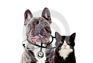 Veterinarian dog and stethoscope