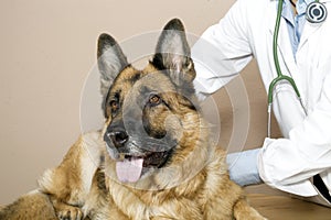 Veterinarian dogs