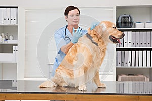 Veterinarian doing injection at a cute dog