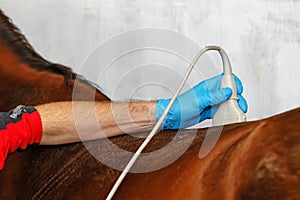 Veterinarian examination of the horse.