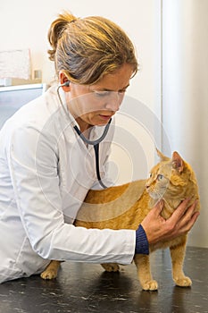 Veterinarian is examination red cat