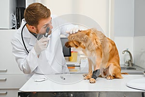 veterinarian examine dog in vet clinic.
