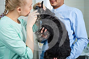 Veterinarian examine ears of of the dog