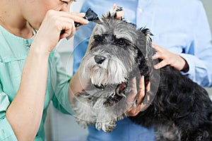 Veterinarian examine ears of of the dog with otoscope