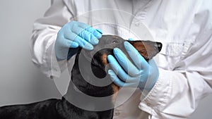 Veterinarian examine on the eyes of a dog dachshund. Cataract eyes of dog. Medical and Health care of pet concept