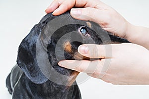 Veterinarian examine on the eyes of a dog dachshund. Cataract eyes of dog. Medical and Health care of pet concept