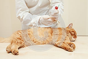 Veterinarian examine red cat , blood test