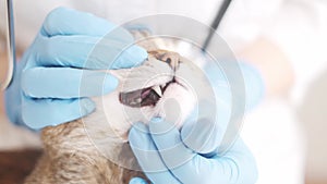 Veterinarian examines the canines of a cat.