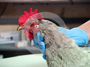 Veterinarian examines the chicken