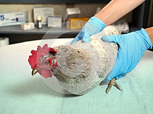 Veterinarian examines the chicken