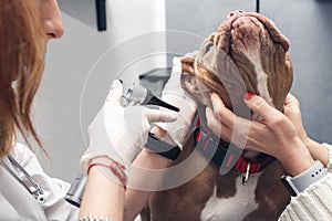 Veterinarian examines dog& x27;s ear with otoscope at veterinary clinic