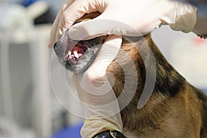 veterinarian examines a dog teeth. Consultation with a veterinarian. Close up of a dog and fangs. Animal clinic. Pet