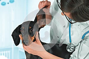 Veterinarian examines ear of a dog