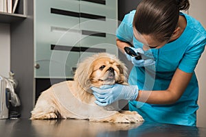 Veterinarian examines the eye of a dog