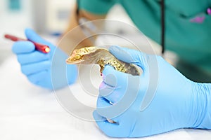 Veterinarian examines a gecko in a veterinary clinic. Exotic animals. Exotic animals. Health of pet