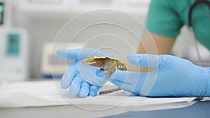 Veterinarian examines a gecko in a veterinary clinic. Exotic animals. Squamata reptile, lizards.