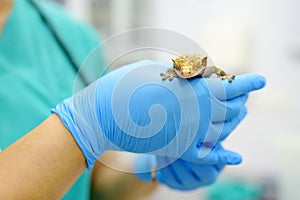 Veterinarian examines a gecko in a veterinary clinic. Exotic animals. Squamata reptile, lizards. Health of pet
