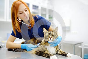 Veterinarian examines health cat of Maine Coon breed in veterinary clinic. Vet doctor listening breath to pet using stethoscope.