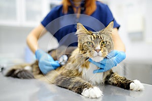 Veterinarian examines health cat of Maine Coon breed in veterinary clinic. Vet doctor listening breath to pet using stethoscope.