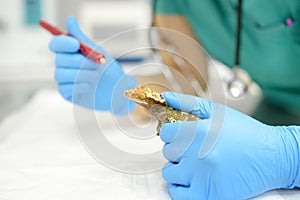Veterinarian examines health a gecko in a veterinary clinic. Exotic animals. Unusual pet. Scaly reptile, lizards
