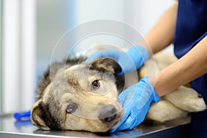 Veterinarian examines a large dog in veterinary clinic. Vet doctor applied a medical bandage for pet during treatment after the