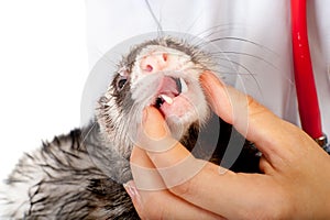 Veterinarian examines a patient ferret