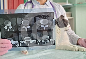 Veterinarian examines x-ray next to cat. X-ray pet