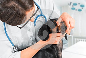 Veterinarian examines teeth of a dog