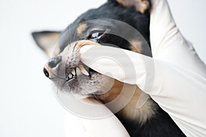 Veterinarian examines the teeth of a small black dog of the Russian Toy Terrier breed ,dog teeth with tartar close-up