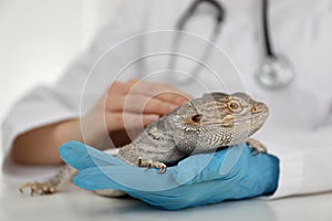 Veterinarian examining bearded lizard on table in clinic. Exotic pet