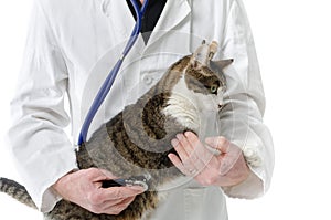 Veterinarian examining cat