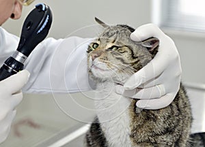 Veterinarian examining a cat