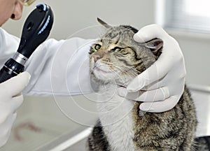 Veterinarian examining a cat photo
