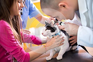 Veterinarian examining cat's hearing at vet ambulant