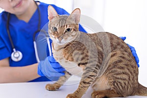 Veterinarian examining cute cat  in clinic
