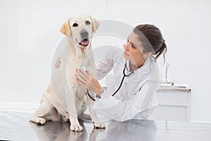 Veterinarian examining a cute dog with a stethoscope