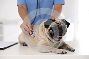 Veterinarian examining cute pug dog in clinic, closeup. Vaccination day