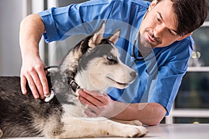 Veterinarian photo