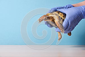 Veterinarian examining cute turtle in clinic close up