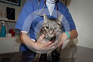 Veterinarian examining a cute young cat